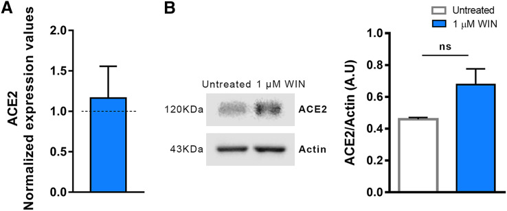 WIN does not modulate ACE2 in hiPSC-CMs.(A) Relative mRNA expression levels of ACE2 in WIN-treated hiPSC-CMs expressed as fold change relative to untreated condition. (B) Quantification of western blots by densitometry normalized by actin expression. ACE2 mRNA and protein levels were comparable between WIN-treated and untreated hiPSC-CMs. Error bars represent standard errors of the means (SEMs) from three (A) and four (B) independent experiments (three or four cellular differentiations) from one cell line.