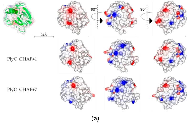 CCP4MG generated electrostatic surface potential maps of PlyC CHAP, XlyA, and their mutants. Surfaces are color-coded according to electrostatic potential (calculated by the Poisson-Boltzmann solver within CCP4MG). The color of the surface represents the electrostatic potential on the protein surface, going from blue (potential of +10kT/e) to red (potential of -10kT/e). (a) Electrostatic surface potential of PlyC CHAP WT, CHAP +1, and CHAP +7 in different orientations. The active-site of PlyC CHAP is in a neutral groove observed in the far right column. (b) Electrostatic surface potential of XlyA and XlyA+5K in different orientations. The active-site of XlyA is in a negative groove observed in the far right column.