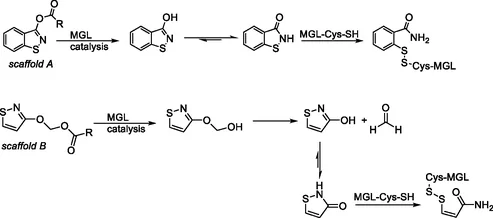 Proposed mechanism‐based activation of O‐substituted (benz)isothiazol‐3‐ol derivatives.