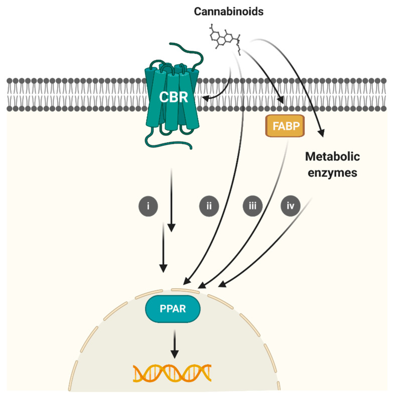 Representation of the mechanisms through which cannabinoids may interact with CBRs and PPARs. Cannabinoids diffuse through the cell membrane to reach CBRs. Different options have been postulated for cannabinoids–PPARs interactions: (i) CBR intracellular signaling pathways; (ii) Direct binding; (iii) Fatty acid-binding proteins (FABPs)-mediated transportation; (iv) Conversion to PPAR active metabolites. Created with BioRender.com.