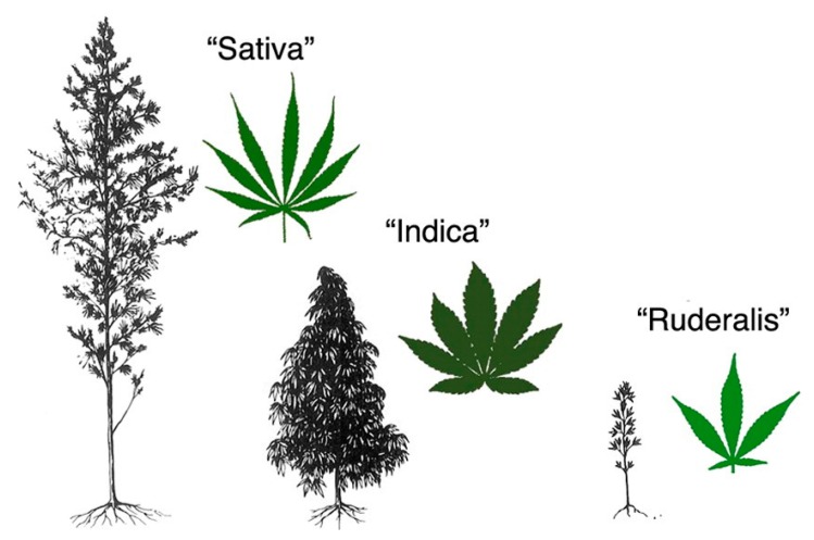 Morphological differences among varieties of Cannabis sativa species, image from John M. McPartland. Cannabis and Cannabinoid Research. Dec 2018.203-212. http://doi.org/10.1089/can.2018.0039.