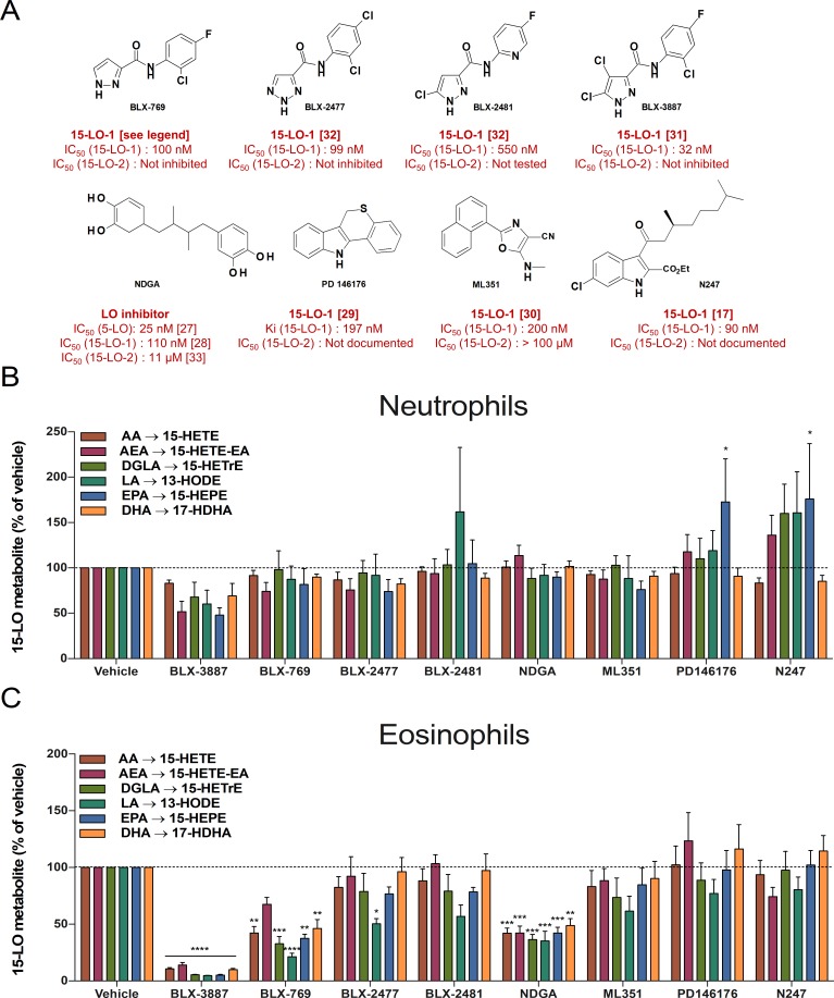 Impact of various 15-LO inhibitors on 15-LO metabolism in human neutrophils and eosinophils.(A) Chemical structures of the 15-LO inhibitors used in this study. IC50 for BLX-769 was a personal communication from Hans-Erik Claesson. (B, C) Human neutrophils (5 × 106 cells/ml) or human eosinophils (106 cells/ml) were pre-incubated with DMSO (or with 10 μM of the different 15-LO inhibitors for 5 minutes. A cocktail of fatty acids and AEA (3 μM of each) was then added to the cell suspensions for 15 minutes. Incubations were then stopped with 1 volume of a cold (-20°C) solution (MeOH containing 2 ng of LTB4-D4 and 15-HETE-D8). Samples were processed and analyzed by LC-MS/MS for 15-LO metabolite biosynthesis as described in Materials and methods. The data represents the mean (± SEM) of at least three separate experiments. A two-way ANOVA with Dunnett’s multiple comparisons test was performed to obtain p values. * p < 0.05; ** p < 0.01; *** p < 0.001; **** p < 0.0001 vs the corresponding 15-LO metabolite without inhibitor (vehicle).