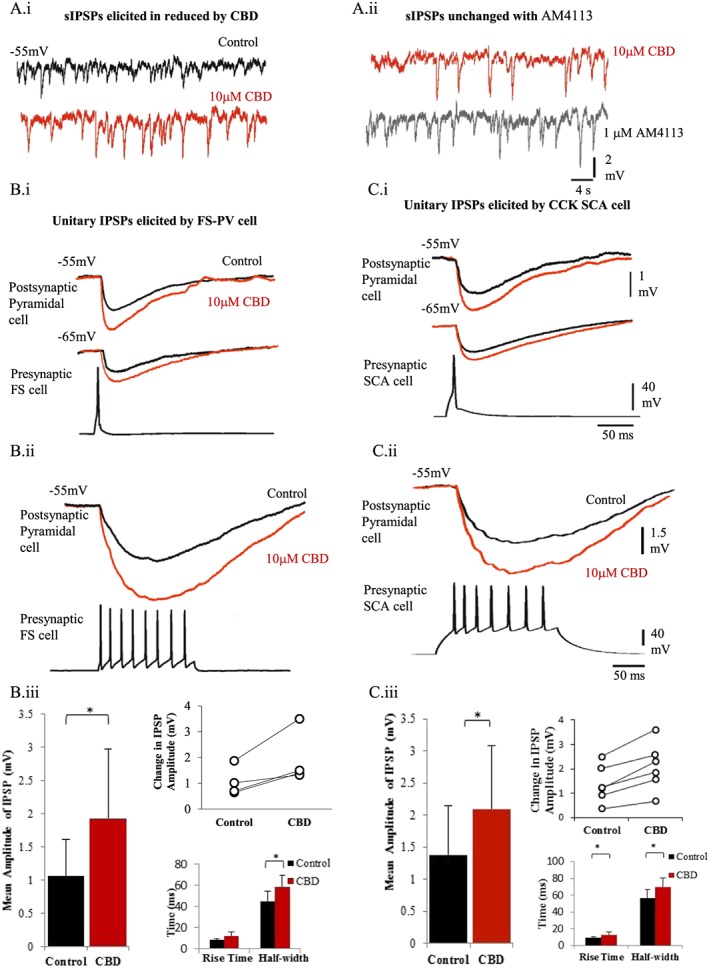 CBD enhances inhibition. (A, panels i, ii) sIPSPs, recorded at a membrane potential of −55 mV. The frequency and peak amplitudes of sIPSPs increased with CBD (10 μM) and remained unchanged with subsequent addition of a selective CB1 receptor antagonist AM4113 (1 μM). (B, panels i, ii) Unitary connection between a presynaptic FS PV containing interneuron (FS‐PV) and a postsynaptic excitatory cell is shown. Averaged IPSPs are shown as black traces (in control) and after bath application 10 μM CBD (20–30 min, red traces). (B, panels i, ii.) IPSPs elicited by CCK, SCA interneuron onto postsynaptic pyramidal cells. The top traces in (A) and (B) left panel show the averaged IPSPs elicited by one presynaptic action potential, whereas the bottom panel shows the inhibition elicited by a train of presynaptic interneuron action potentials; as a result, there is summation of the inhibitory event. (C, panels i,– ii) Plots show the average change in IPSP amplitudes, IPSP RTs and width at half amplitude elicited by FS‐PV and CCK, SCA presynaptic interneurons onto pyramidal cells with bath application of CBD. The line plots show change in peak average IPSP amplitude with CBD per individual synaptic connection.