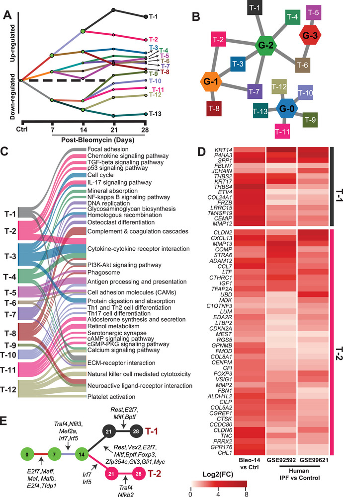 Identifying common transcriptional regulators of critical fibroproliferative pathways. A) Predicted transcriptional regulation models from the iDREM analysis showed 13 gene tracks with distinct trajectories. Each dot annotated the junction where transcription factors and their regulated gene expressions diverge. B) The association of GCN subnetworks to the identified gene tracks. C) Top five enriched KEGG Pathways for each gene track. D) 55 validated T‐1 and T‐2 target genes in fibrotic lungs transcriptome shared in both human IPF patients’ cohorts and bleomycin‐challenged mice. E) The transcription factors that regulated the progression of genes in tracks T‐1 and T‐2 at each time point. T‐1 and T‐2 were associated with important functions related to pulmonary fibrosis, inflammation, and associated specifically with the two most central GCN subnetworks (G‐1 and G‐2).