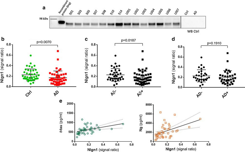 Nlgn1 levels do not differ in CSF of AD patients as compared to controls. Western blot analysis of Nlgn1 levels in CSF samples of AD (n = 43) and Ctrl (n = 42) individuals. Nlgn1 band was normalized using recombinant Nlgn1 to correct for inter-gel variation. a Representative Western blot. b Clinically characterized Ctrl and AD group c dichotomized Aβ42/40–negative (Aβ-) and Aβ42/40–positive (Aβ +) groups d AD biologically defined groups based on t-tau (cut-off = 460 pg/ml), p-tau (cut-off = 58.3 pg/ml) and Aβ42/40 (cut-off = 0.0934 pg/ml). The horizontal lines represent the median and interquartile range. Significance: p ≤ 0.05. e Correlation between CSF Nlgn1 levels and t-tau (left, Spearman´s rho = 0.547) and neurogranin (Ng) (right, Spearman´s rho = 0.512). Dashed lines represent the 95% confidence bands of the best-fit line