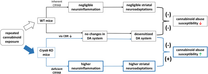 Schematic diagram for a proposed mechanism underlying the enhanced JWH-018 abuse susceptibility of Cryab knockout (KO) mice. Repeated administration of cannabinoids, such JWH-018, may result to a reduction in cannabinoid receptor (CBR) expression, leading to a desensitized dopamine (DA) system in both Cryab KO and wild-type (WT) mice. Due to CRYAB deficiency, repeated JWH-018 administration resulted in higher striatal neuroinflammation, leading to higher neuroadaptations. These changes may potentially contribute to the abuse susceptibility of Cryab KO mice to cannabinoids.