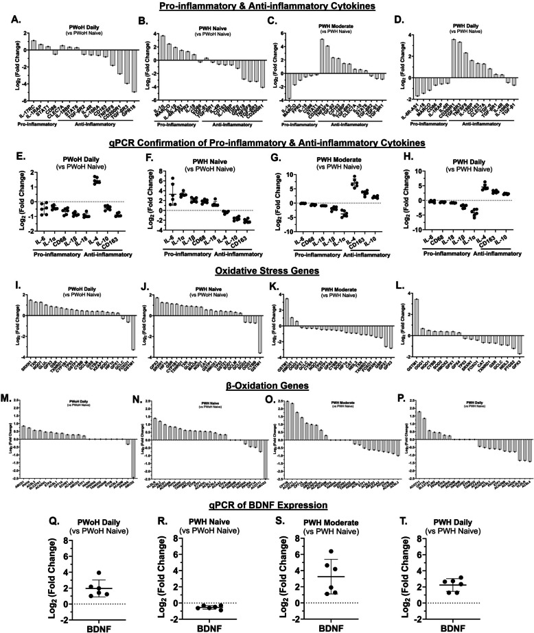 Cannabis use by PWH was associated with reduced pro-inflammatory and oxidative stress gene expression and increased anti-inflammatory, β-oxidation, and brain-derived neurotropic factor gene expression. A–H Gene expression analysis (RNA sequencing and qPCR) of pro-inflammatory and anti-inflammatory cytokine expression in MDMs from PLWoH and PWH (cannabis-naïve, moderate, and daily users). I–L RNA sequencing analysis of oxidative stress gene expression. M–P RNA sequencing analysis of β-oxidation gene expression. Q–T qPCR analysis of BDNF gene expression (Inter-assay CV = 5.9%). BDNF: Brain-Derived Neurotrophic Factor; LLOQ: Lower Limit of Quantitation; RNA sequencing LLOQ: 1 pg; qPCR LLOQ: 10 copies of target DNA; Statistics: BDNF PWoH Daily vs PWH Naïve/Low: 95% CI [1.55, 3.45], effect-size d = 3.25, r = 0.85; BDNF PWoH Daily vs PWH Moderate: 95% CI [−3.39, 0.8], effect-size d = −0.77, r = −0.36; BDNF PWoH Daily vs PWH Daily: 95% CI [−1.44, 0.88], effect-size d = −0.30, r = −0.15; (A – D, I – P) n = 1 donor per group with 3 biological replicates (PWoH and PWH: Naïve/Low, Moderate, Daily); (E – H) n = 3 donors with 2 biological replicates per group; (Q – T) n = 6 donors per group