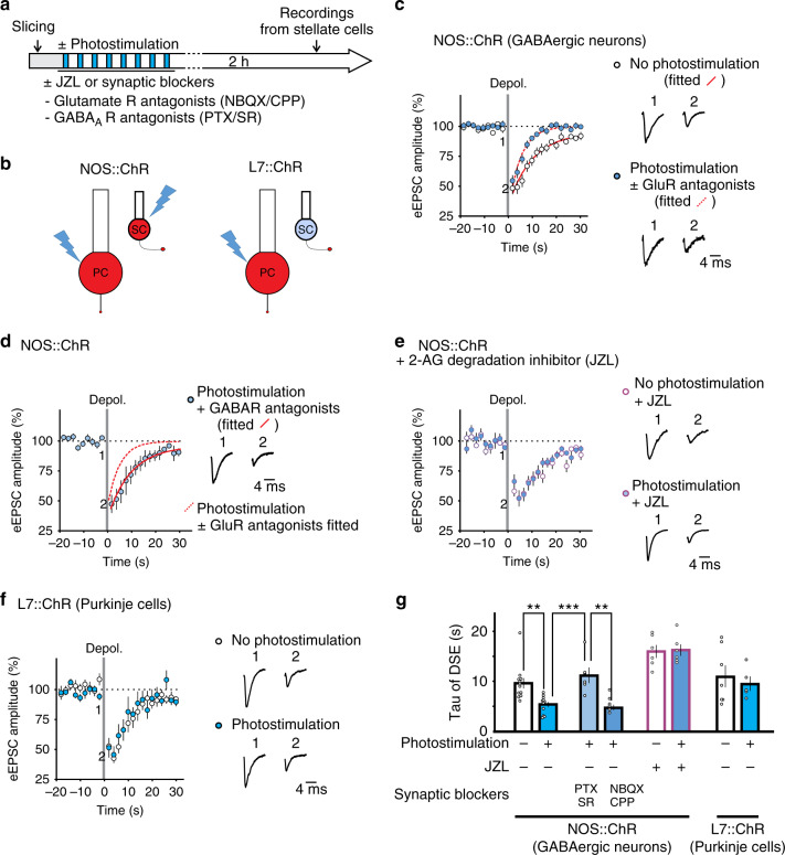 Optogenetic activation of cerebellar interneurons shortens endocannabinoid signaling.a Cerebellar slices from NOS::ChR or L7::ChR mice were exposed to photostimulation and tested for DSE 2 h later. b Schematic of the cell types that express Channelrhodopsin-tomato (red) in NOS::ChR and L7::ChR mice. c Photostimulation (± glutamate-receptor blockers, NBQX + CPP) accelerates the recovery time of DSE relative to no stimulation control (n = 12 cells) in NOS::ChR mice. d The presence of GABAAR blockers (n = 6 cells), during photostimulation prevented the change. e JZL184, a MAGL inhibitor, increased the recovery time of DSE and abolished the difference between photostimulated (n = 6 cells) and non-stimulated cells (n = 6 cells). f Photostimulation (n = 5 cells) failed to alter DSE in L7::ChR mice (no stimulation n = 7 cells). g Summary of DSE recovery time (photostimulated no drug, n = 5 cells; photostimulated + NBQX/CPP, n = 6 cells). Group comparisons were obtained with two-sided unpaired t-test (*, P = 0.026; **, P = 0.006; ***, P = 0.007). Data in c–g are presented as mean values ± SEM. Detailed statistics and exact P values can be found in Supplementary Table 4 and original data in the Source Data file.