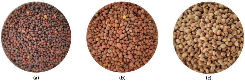 Oilseeds used: (a) rape; (b) oilseed radish; (c) hemp.