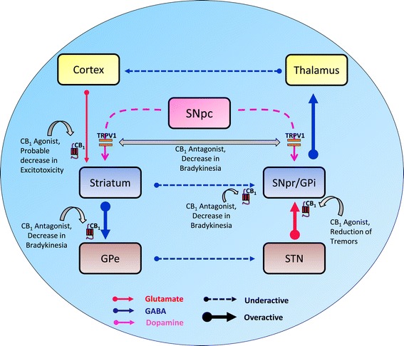 Basal ganglial circuitry in Parkinson’s disease (PD) and tentative cannabinoid targets to improve motor disability in PD. Progressive loss of dopaminergic innervation in PD causes overactivity of the indirect (inhibitory) pathway, resulting in excess glutamatergic drive to the GPi and SNpr and diminished activity of the inhibitory GABAergic direct pathway, further disinhibiting the activity of the GPi and SNpr. As output nuclei (GPi and SNpr) use the inhibitory neurotransmitter GABA, this amplified basal ganglia output leads to extreme inhibition of the motor thalamus which acts as a “brake” on motor activity; thus, resulting in the onset of parkinsonian syndrome. The neural circuitry above depicts various possible cannabinoid- based targets (CB1, CB2, and TRPV1 receptors) that can be used to mitigate the symptoms observed in PD. Abbreviations: CB1, cannabinoid receptor 1; TRPV1, transient receptor potential vanilloid 1; GPe, external segment of the globus pallidus; GPi, internal segment of the globus pallidus; SNpc, substantia nigra pars compacta; SNpr, substantia nigra pars reticulata; STN, subthalamic nucleus; GABA, gamma-aminobutyric acid.