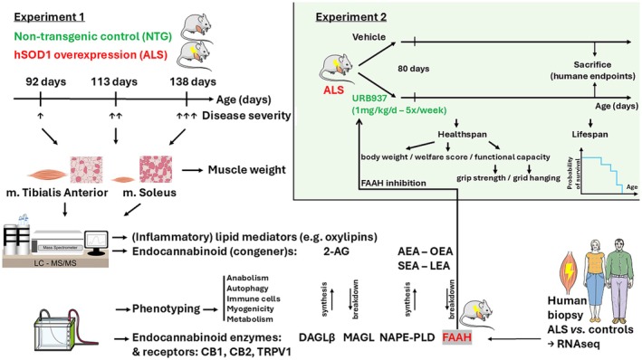 A schematic overview of the study protocol of experiment 1 and experiment 2 is provided. Shortly, in experiment 1, female mice overexpressing human mutant SOD1 (model of amyotrophic lateral sclerosis or ALS) and nontransgenic littermate controls were sacrificed at 92, 113 and 138 days of age to study endocannabinoid (congener) levels, endocannabinoid enzymes and receptors in the predominantly fast‐twitch tibialis anterior and the predominantly slow‐twitch soleus muscle. Murine endocannabinoid enzyme remodelling was paralleled in humans via re‐analyses of RNA sequencing data obtained in skeletal muscle of ALS patients and healthy controls. In experiment 2 (green background), ALS mice were treated with vehicle or the FAAH inhibitor URB937 (1 mg/kg/d; five times per week) starting from the age of 80 days until humane endpoints were reached. Measures of health and lifespan were assessed.