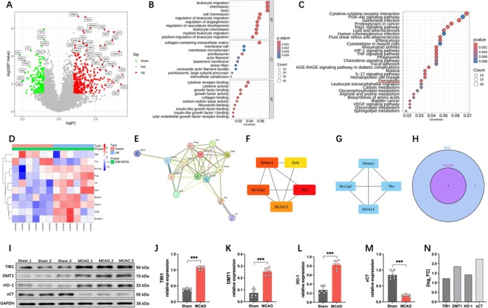 Bioinformatics analysis. (A) Volcanic map of differentially expressed genes. (B) GO enrichment analysis of differentially expressed genes. (C) KEGG enrichment analysis of differentially expressed genes. (D) Heat map of gene expression related to the ferroptosis pathway. (E) PPI interaction network of genes related to the ferroptosis pathway. (F) MCC algorithm TOP5 key gene networks. (G) MCODE algorithm is used to screen key gene networks. (H) Intersection of two algorithm results. (I‐M) Western blot images and quantitative analysis of TfR1, DMT1, HO‐1, and xCT protein expression. (N) Quantification of protein expression levels of TfR1, DMT1, HO‐1, and xCT based on |log2 Fold Change|. All data are presented as mean ± SD, n = 6 per group, unpaired Student's t‐test, ***p < 0.001.