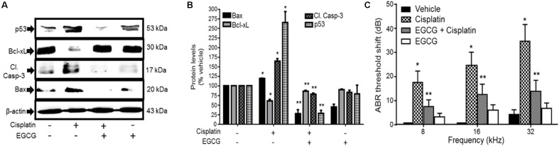Epigallocatechin-3-gallate (EGCG) inhibited cisplatin-induced apoptosis and hearing loss. (A) UB/OC-1 cells pretreated with either vehicle or EGCG (100 μM) followed by cisplatin (20 μM) for 24 h were analyzed for pro-apoptotic proteins, such as p53, cleaved caspase-3 and Bax and anti-apoptotic protein, Bcl-xL. The expression of pro-apoptotic proteins was substantially reduced by EGCG while the reductions in Bcl-xL were attenuated. (B) The bar graph represents results from A after normalization with β-actin bands and are presented as the mean ± SEM. ∗p < 0.05 versus vehicle and ∗∗p < 0.05 versus vehicle + cisplatin (n = 4). (C) Pre-treatment ABR thresholds were recorded in Wistar rats, which were then treated with oral EGCG (100 mg/kg body weight). Cisplatin (11 mg/kg) was administered intraperitoneally 24 h later and animals were continued on daily oral EGCG treatments for additional 3 days. Post-treatment ABRs were performed on day 4. Daily oral administration of EGCG protected from cisplatin-induced ABR threshold shifts at all frequencies tested. ∗p < 0.05 versus vehicle and ∗∗p < 0.05 versus vehicle + cisplatin (n = 4). This figure was adapted from Borse et al. (2017), with permission.