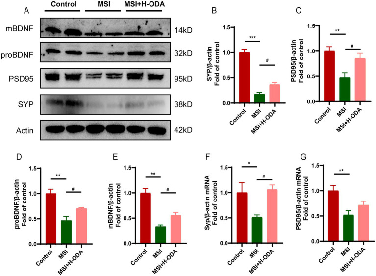 Effects of neonatal ODA supplementation on expressions of synaptic proteins and BDNF in hippocampus of MSI-exposed offspring rats. (A) Western blotting of SYP, PSD95, and BDNF expressions in the hippocampus of rats from different groups. Relative band intensity analysis of (B) SYP, (C) PSD95, (D) pro-BDNF, and (E) mature BDNF in the samples. (F,G) Relative mRNA expressions of Syp and Psd95 in the hippocampus of rats from different groups. Quantification of protein expression was normalized to β-actin; n = 4–5 rats per group. Quantification of mRNA expressions was normalized to β-actin mRNA abundance; n = 7 rats per group. Data are presented as mean ± SEM. *p < 0.05, **p < 0.01, and ***p < 0.001 versus the control group; #p < 0.05 versus the MSI group. H-ODA, 25 mg/(kg · day) oleamide; MSI, maternal sleep interruption; SYP, synaptophysin; PSD95, postsynaptic density protein 95; BDNF, brain-derived neurotrophic factor.