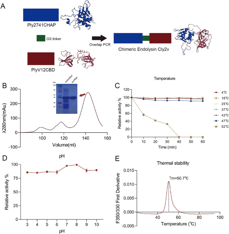 Construction and structure analysis of the chimeric endolysin Cly2v. (A) Schematic diagram and 3D structure of Cly2v. Cly2v was composed of the CHAP domain from Ply2741 and the CBD domain from PlyV12. The 3D structure was predicted using ColabFold. (B) Cly2v was purified by size exclusion chromatography and identified by SDS-PAGE gel, with the Cly2v protein having a molecular weight of 36 kDa. (C,D) Bactericidal activity of Cly2v under different temperatures (C) and pH conditions (D). Results are the means of three independent experiments. (E) The thermal stability analysis of Cly2v, with the spectra determined from 20°C to 95°C. Results represent the means of three independent experiments.