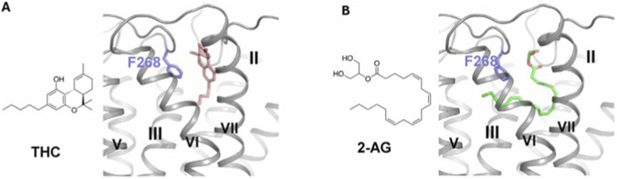 Panel A shows the chemical structure of THC and its binding position in a grey cartoon representation of a protein, with THC in pink and the F268 amino acid highlighted in blue. Panel B displays the chemical structure of 2-AG, with its binding pose in the same protein structure, 2-AG in green and F268 also highlighted in blue. Protein helices are labeled II, III, V, VI, and VII.