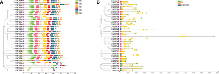 Conserved motifs and gene structure of CsMATEs. (A) CsMATEs Phylogenic tree and motifs distributions. Motifs are indicated as top right. (B) Gene structure and domain distribution. UTR, untranslated region; CDS, coding region; yellow boxes, exons; gray lines, introns; pink boxes, MATE eukaryotic domains; dark green boxes, DinF like domain. Purple dots indicates CsMATE from subfamily I; rose red dots, Subfamily II; pink dots, subfamily III; yellow dots, subfamily IV.