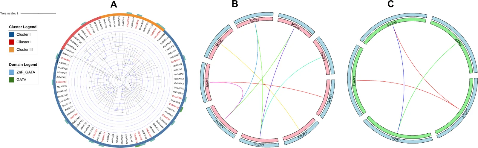 Phylogenetic relationships and synteny analysis of GATA TFs. A ML phylogenetic tree constructed using full-length GATA protein sequences from C. sativa L., A. thaliana, and O. sativa L. B Synteny relationships between C. sativa L. and A. thaliana GATA genes. C Synteny relationships between C. sativa L. and O. sativa L. GATA genes. Colored lines indicate conserved collinear gene pairs between species