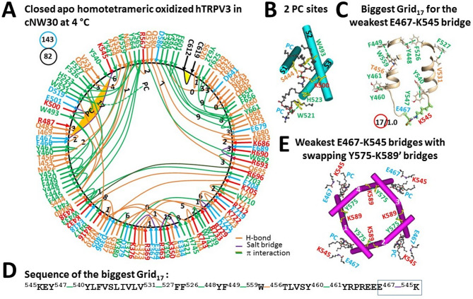 Thermoring structures of apo closed and oxidized hTRPV3 in cNW30 at low temperature. (A) The grid-like noncovalently interacting mesh network along the PC-dependent gating pathway of a single subunit of oxidized and closed hTRPV3 in the absence of THCV but with cNW30 nanodics at 4 °C (PDB: 8V6K). Salt bridges, π interactions, and H-bonds between paired amino acid side chains along the PC-dependent gating pathway from K318 to G754 are denoted in purple, green, and orange, respectively. The specific constrained grid sizes necessary to regulate the least-stable noncovalent interactions in the grids are denoted with black numbers. The identified weakest E467-K545 salt bridge in the biggest Grid17 is emphasized in orange. The total grid sizes and the total grid size-controlled noncovalent interactions along the PC-dependent gating pathway are displayed in cyan and black circles, respectively. (B) Two PC sites in the VSLD and at the vanilloid site. (C) The structure of the biggest Grid17 with a 17-residue size to regulate the weakest E467-K545 salt bridge in the VSLD. (D) The sequence of the biggest Grid17 to control the weakest E467-K545 salt bridge highlighted in the blue box. (E) Allosteric gating coupling between the weakest intrasubunit E467-K545 salt bridges and the Y575-K589’ swapping interactions near the lower gate in the closed state, along with the PC lipids at the vanilloid sites.
