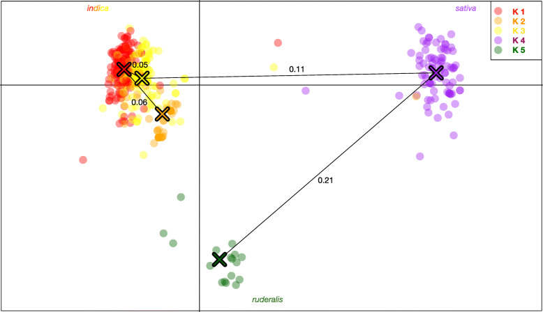 Discriminant analysis of principal component (DAPC) scatterplot. Showing the relative location of each individual sample in two dimensional space, overlaid by a minimum spanning tree calculated from the squared distance between individual to represent the phylogenetic relationship between inferred clusters. K5, hemp or “ruderalis” appears ancestral and the most differentiated group, followed by K4, terpinolene dominant resin accessions. The genetic distance between groups (Fst) is indicated on the respective branches of the minimum spanning tree