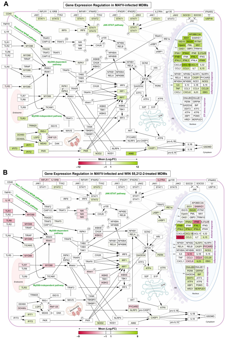 Working model of pathway integration of inflammatory, antiviral, and stress responses in MAYV-infected MDMs with or without WIN 55,212-2 post-treatment. The working model summarizes gene expression within signaling pathways associated with inflammatory, antiviral, and stress responses in MAYV-infected MDMs (A) and MDMs treated with WIN 55,212-2 post-MAYV infection (B). Genes with a p-value < 0.05 and a Log2FC ≥ 1 or ≤−1 were included. DEGs were uploaded to Cytoscape (v3.10.3) to visualize previously described pathways, which were then integrated into a model designed to reflect the responses evaluated in this study. Genes are represented as rectangles, with colors indicating upregulation (green) or downregulation (red) based on the mean Log2FC.
