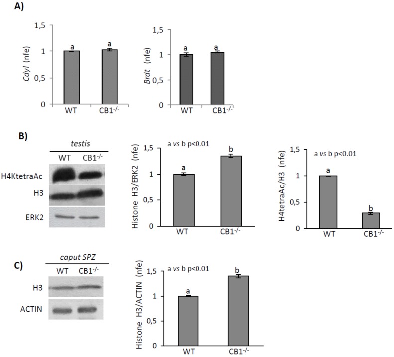 RTqPCR analysis of Cdyl and Brdt in testis of WT and CB1-/- mice (A). Transcript amounts was reported as normalized fold expression (nfe) relatively to Rps18 gene. Western blot analysis of (B) Histone H4tetraAc and Histone H3 in testis and (C) Histone H3 in caput SPZ of WT and CB1-/- mice. H4tetraAc and H3 amount was quantified by densitometry analysis, normalized against ERK2 (for testis) or ACTIN (for caput SPZ) signals and expressed as a fold change of OD values. All data are reported as mean values ± S.E.M. Graphs were representative of six or seven testis from six/seven different animals/genotype (n = 6 or 7 animals for each genotype in triplicates). Different letters indicated statistical significance (p < 0.05 or p < 0.01).