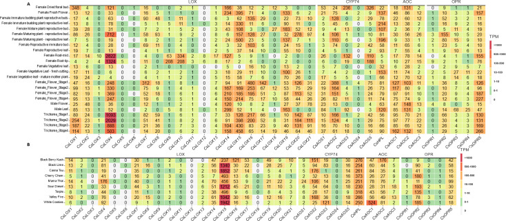 Heatmaps showing expression of oxylipin biosynthetic genes from the C. sativa gene expression atlas (A) or female trichomes of diverse marijuana lines (B). Cells values are rounded TPM values and are colored according to the legend.