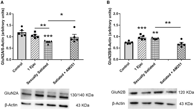 Changes in VTA NMDAR subunit composition produced by copulation to satiety in male rats and involvement of eCBs in their induction. Western blot analysis showing changes in GluN2A (A) and GluN2B (B) NMDAR subunit expression in the VTA of control sexually experienced unmated rats (Control), males that ejaculated once (1 Ejac) or copulated to satiety (Sexually satiated) 24 h earlier, and of rats that copulated to satiety in the presence of the CB1R antagonist AM251 (Satiated + AM251). Differences among untreated groups with different sexual conditions were determined by means of a one-way ANOVA followed by Tukey test, ***P < 0.001, **P < 0.01. A comparison between the rats that copulated to satiety in the absence or presence of AM251 (Satiated + AM251) was conducted with the Mann-Whitney U-test, *P < 0.05 or the unpaired t-test **P < 0.01. Values are mean ± S.E.M of the protein/β-Actin optical density (O.D.) ratios of 5 rats per group.