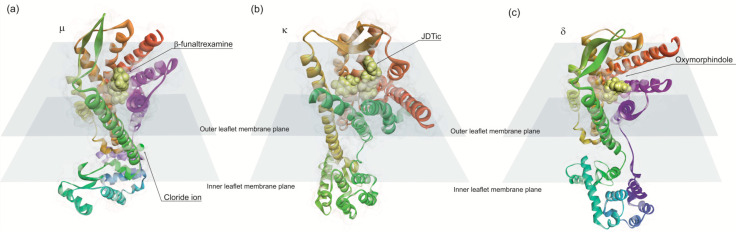 Opioid Receptors (a) µ (PDB: 4dkl), (b) κ (PDB: 4djh) and (c) δ (PDB: 4ej4). Theses receptors exhibit seven transmembrane helices, typical of G-protein-coupled receptor (GPCR) structures. The binding hydrophobic pocket accommodates the aliphatic substituents on the amino group and the phenolic group of morphine engages an extended hydrogen-bonding network between two water molecules and a conserved histidine residue in transmembrane helix 6 (TM6).