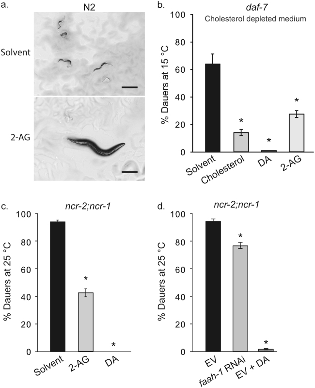 Endocannabinoids suppress dauer formation induced by cholesterol depletion. (a) Wild-type control animals grown for two generations in the absence of cholesterol arrest as L2-like larvae (upper micrograph), however, when fed with 2-AG worms form adults (lower micrograph). Representative images from at least three experiments. Scale bars, 0.25 mm. (b) When grown in the absence of cholesterol daf-7 worms form ~65% dauers in the first generation at 15 ºC. This arrest is largely suppressed by the addition of either cholesterol, or DA, or by the endocannabinoid 2-AG. (*) indicates statistically significant difference with solvent control. t-test, p = 0.002. Bars represent mean values and error bars represent standard errors. The number of independent experiments is n = 5 for solvent, and 2-AG, n = 7 for cholesterol, and n = 4 for ∆7-DA. [Cholesterol] = 13 µM. [DA] = 90 nM. [2-AG] = 50 µM. (c) 2-AG suppresses the Daf-c phenotype of ncr-2;ncr-1 at 25 ºC. (*) indicates statistically significant difference with solvent control. Kruskal-Wallis one-way analysis of variance on ranks, p < 0.001 and all pairwise multiple comparison procedures (Student-Newman-Keuls Method), p < 0.05. Bars represent mean values and error bars represent standard errors. The number of independent experiments is n = 6 for all conditions. [Cholesterol] = 13 µM. [DA] = 90 nM. [2-AG] = 50 µM. (d) faah-1 RNAi reduces the percent of dauer formation of strain ncr-2;ncr-1 at 25 ºC. (*) indicates statistically significant difference with solvent empty vector control (EV). One Way Analysis of Variance (p < 0.001) and comparison by Holm-Sidak method, p < 0.001 in both cases. Bars represent mean values and error bars represent standard errors. The number of independent experiments is n = 6 for all conditions tested. [DA] = 90 nM.