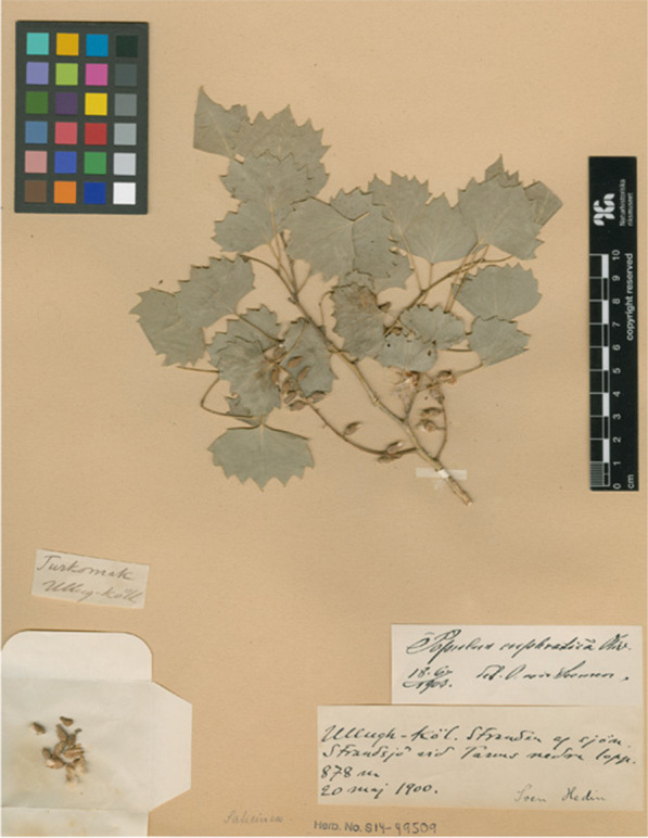 Voucher specimen of the common poplar tree in the Lop Nor region, Populus euphratica, gathered by Sven Hedin at Ulugh Köl, 20 May 1900 (Swedish Museum of Natural History, Stockholm)