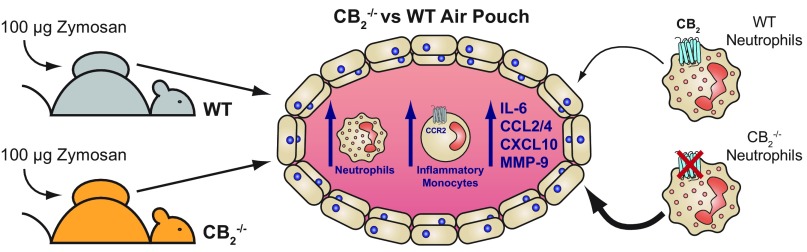 Graphical summary of the main findings presented in this study. Dorsal air pouches were established in WT and CB2−/− mice by the dorsal subcutaneous injection of air and were subsequently injected with 100 μg Zymosan. Animals genetically deleted for CB2 have an exaggerated acute inflammatory response because they have significantly more neutrophils, Ly-6Chi inflammatory monocytes, and proinflammatory mediators present in the pouch after Zymosan challenge in comparison with WT animals. Interestingly, it is the lack of CB2 on the neutrophils themselves that makes them more likely to traffic into the dorsal air pouch, likely due to CB2−/− neutrophils having an enhanced migratory transcriptional profile and increased endothelial adhesion and transmigration.