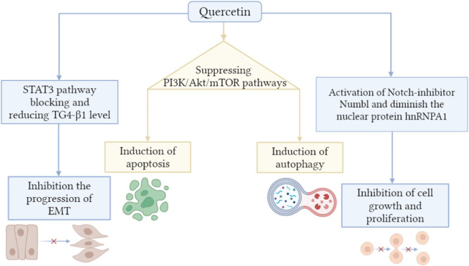 Anticancer mechanisms of quercetin. Akt, Ak strain transforming; EMT, epithelial‐mesenchymal transition; mTOR, mammalian target of rapamycin; PI3K, phosphoinositide 3‐kinase; STAT3, signal transducer and activator of transcription 3; TGF‐β1, transforming growth factor beta 1.