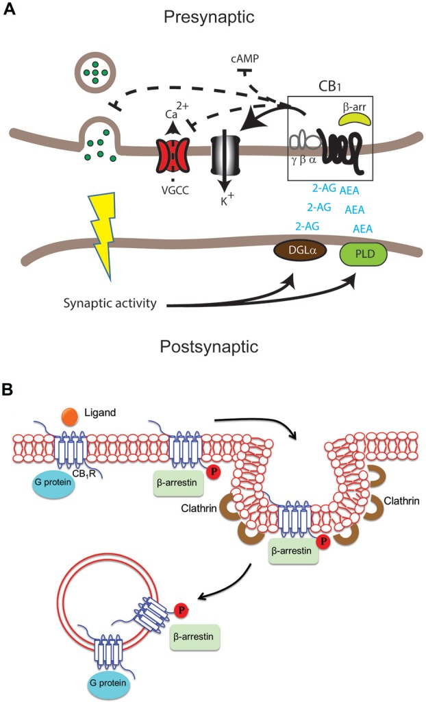 Differential cannabinoid (CB) receptor signaling modalities can impact neuromodulation in health and disease in specific ways. (A) Key enzymes such as diacylglycerol lipase (DGLα) and phospholipase D (PLD) produce the endogenous ligands arachidonylethanolamine (AEA) and 2-arachidonylglycerol (2-AG). These activate the cannabinoid 1 receptor (CB1) receptor in the central nervous system (CNS). The result can include modulation of adenylate cyclase activity to inhibit cAMP accumulation, voltage-gated calcium channels (VGCC), K+ channels and neurotransmitter release in presynaptic excitatory and inhibitory synapses. (B) Following activation of the CB1 receptor by ligand binding, signaling via G protein and/or β-arrestin may occur at the plasma membrane, in endocytic pits or in endosomes after internalization of the receptor. G proteins usually bind the unphosphorylated receptor while β-arrestin binds the receptor phosphorylated by G protein receptor kinases.