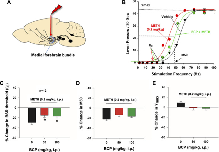 The effects of BCP on METH-enhanced electrical brain-stimulation reward (BSR) in rats (n = 12). (A): A diagram showing that electrical stimulation of the medial forebrain bundle at the hypothalamus produces BSR. (B): Representative stimulation–response curves, indicating that METH treatment shifted the stimulation-response curve to the left and decreased the BSR stimulation threshold (θ0 value) but not M50; (C): Averaged % changes in BSR stimulation threshold (θ0 value), indicating that BCP pretreatment significantly attenuated METH-induced reduction in the θ0 value. (D): BCP did not produce a significant reduction in M50. (E): METH and BCP did not produce a significant change in Ymax. *p < 0.05, compared to the vehicle group.