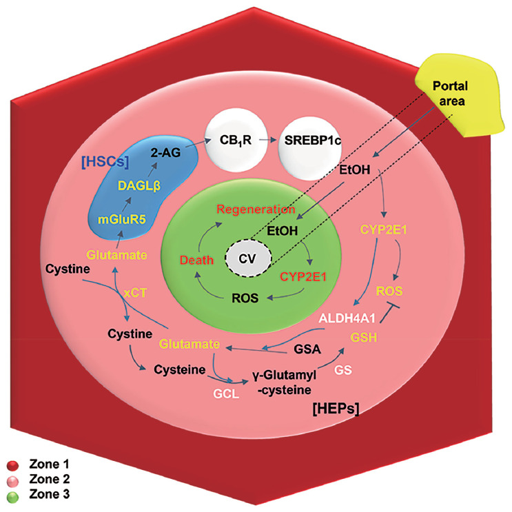 Hepatic zonal-dependent fat accumulation in the early stage of ALD. On chronic ethanol consumption, ethanol is mainly metabolized in perivenous hepatocytes with high expression of CYP2E1, inducing metabolic stress-mediated death and regeneration of hepatocytes at zone 3. From zone 3 to 2, CYP2E1-mediated ROS can be eliminated by GSH generation through xCT-mediated uptake of cystine, while excreted glutamate stimulates mGluR5 of HSCs to produce 2-AG, followed by up-regulated lipogenesis of hepatocytes through CB1R-mediated SREBP1c expression. HSC, hepatic stellate cell; 2-AG, 2-arachidonoylglycerol; CB1R, cannabinoid receptor 1; SREBP1c, sterol regulatory element-binding protein 1; DAGL, diacylglycerol lipase; mGluR5, metabotropic glutamate receptor 5; CV, central vein; CYP2E1, cytochrome P450 2E1; ROS, reactive oxygen species; GSA, glutamic-γ-semialdehyde; GSH, glutathione; GS, glutathione synthase; GCL, glutamate cysteine ligase; HEPs, hepatocytes; ALD, alcoholic liver disease.