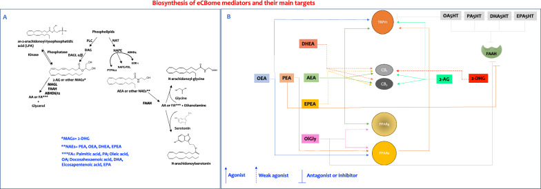 Scheme for biosinthesis of the endocannabinoidome mediators (A) and their main targets (B). PLC, phospholipase C; DAG, diacylglycerol; DAGLα/β, sn-1-specific diacylglycerol lipase-α or β; MAGs, monoacylglycerols; 2-AG, 2-arachidonoylglycerol; NAT, N-acyltransferase (including phospholipase A2 group IVE and phospholipase A/acyltransferase; ABHD4, α/β-hydrolase 4; PTPN22, tyrosine-protein phosphatase non-receptor type 22; N-acyl-phosphatidylethanolamine-hydrolysing phospholipase D (NAPE-PLD); GDE1, glycerophosphodiester phosphodiesterase 1; AEA, anandamide; NAEs, N-acylethanolamines; FAAH, fatty acid amide hydrolase; MAGL, monoacylglycerol lipase; ABHD6/12, α/β-hydrolase 6/12; FA, fatty acid; CB, cannabinoid receptor; PPAR, peroxisome proliferator-activated receptor; TRPV1, transient receptor potential cation channel subfamily V member 1; OEA, N-oleoylethanolamine; PEA, N-palmitoylethanolamine; DHEA, N-docosahexaenoyl ethanolamine; EPEA, N-eicosapentaenoyl ethanolamine; 2-DHG, 2-docosahexaenoyl glycerol; OlGly, N-oleoylglycine; OA5HT, N-oleoylserotonin; PA5HT, N-palmitoylserotonin DHA5HT, N-docosahexaenoylserotonin and EPA5HT, N-eicosapentaenoylserotonin