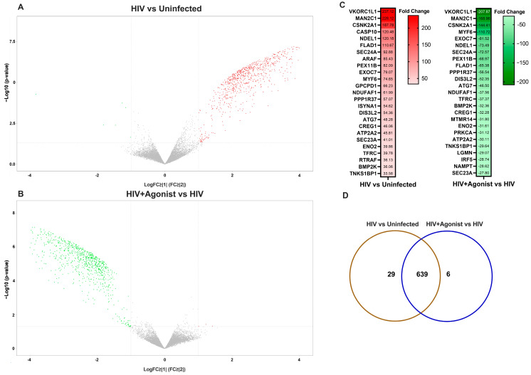 Volcano plots of differentially deregulated protein species. (A) Volcano plot depicting differentially abundant protein species for the HIV vs. Uninfected comparison. (B) Volcano plot depicting differentially abundant protein species for the HIV + Agonist vs. HIV comparison. Each upregulated protein specie is represented by a red symbol. Each downregulated protein specie is represented by a green symbol. Each protein specie that did not change is represented by a gray symbol. (C) Heatmap with the top significant differentially expressed proteins (p-value ≤ 0.05 and fold change ≥ |2|) between both groups ordered by the magnitude of the fold change. (D) Venn diagram showing the number of common and unique differentially abundant proteins for the two groups of comparisons with a fold change ≥ |2| and p-value ≤ 0.05 as identified by IPA’s comparison analysis.