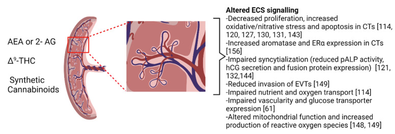 Cannabinoid’s impact signaling in the placenta. The reported effects of anandamide (AEA), 2-arachidonoyl glycerol (2-AG), delta-9-tetrahydrocannabinol (Δ9-THC) and synthetic cannabinoid agonists have demonstrated that endocannabinoid system (ECS) signaling impacts a broad range of cellular functions within the placenta including estrogen receptor alpha (ERα) expression, placental alkaline phosphatase (pALP) activity and human chorionic gonadotropin (hCG) secretion in cytotrophoblasts (CT) or extravillous trophoblasts (EVT). The magnified inset illustrates a single spiral artery assembly around which the maternal-fetal interface is constructed. Many of the changes outlined in this figure occur at the maternal fetal interface. Greater details about these studies can be found in the body of this review. This figure was created using BioRender.com accessed on 5 August 2021.