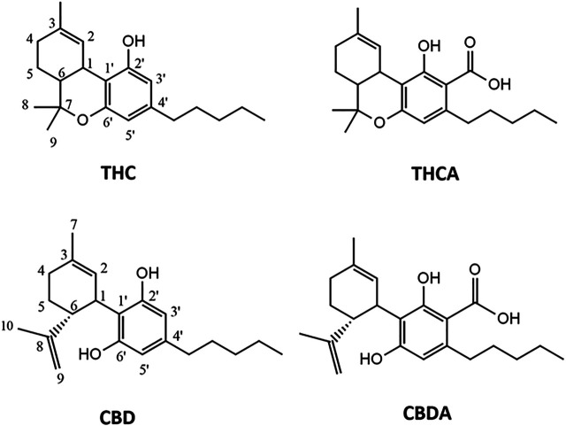 Chemical structures of the cannabinoids isolated from C. sativa scCO2 extract. THC, tetrahydrocannabinol; THCA, tetrahydrocannabinolic acid; CBD, cannabidiol; CBDA, cannabidiolic acid.