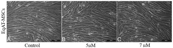 Morphological characterization of equine adipose tissue-derived mesenchymal stem cells (EqAT-MSCs). (A) Control EqAT-MSCs cultured in complete culture medium; (B) EqAT-MSCs primed with Cannabidiol (CBD)-rich cannabis extract at concentrations of 5 μM and (C) 7 μM. No morphological changes were observed compared to the control group. Magnification, ×200. Scale bar = 100 μM.