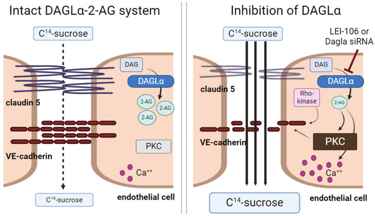 2-AG depletion via inhibition of DAGLα disrupted integrity of bEnd.3 endothelial cells. The inhibition of DAGLα either with LEI-106 or siRNA led to loss of 2-AG and induced paracellular leak manifesting by increased C14-sucrose transport through the monolayer of bEnd.3 cells. Disruption of 2-AG homeostasis was connected to increased intracellular calcium signaling, enhanced activity of protein kinase C (PKC), and fragmentation of tight junction protein, VE-cadherin. Inhibition of Rho-kinase mitigated the fragmentation of VE-cadherin induced by the blockade of DAGLα.