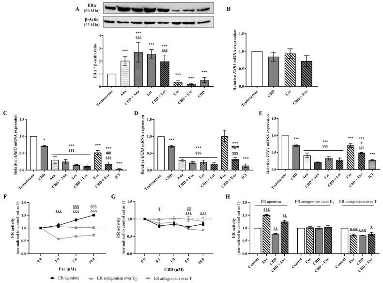 Involvement of ERα in the effects induced by the AIs, Ana, Let, and Exe, as well as of CBD and their combinations on breast cancer cells. MCF-7aro cells were stimulated with T (1 nM) and treated with the AIs (10 µM), CBD (5 µM) or their combinations for 3 days. Cells treated only with T were used as control. (A) A representative Western blot of ERα and β-actin, as well as the densitometric analysis of ERα expression levels after normalization with β-actin levels, used as loading control, are presented. (B–E) mRNA transcript levels for ESR1 (B), AREG (C), EGR3 (D), and TFF1 (E) genes in relation to the housekeeping gene β-actin. (F–H) ER transactivation assay was performed in VM7Luc4E2 cells treated with Exe (0.1–10 µM; (F), CBD (0.1–10 µM; (G) and their combination (H) in the presence or absence of T (1 nM) or E2 (91.8 pM) over 24 h. Statistically significant differences between MCF-7aro cells treated with compounds and control (T) are expressed as * (p < 0.05) and *** (p < 0.001), while differences between the combinations and each AI alone are represented as # (p < 0.05), ## (p < 0.01) and ### (p < 0.001), and the differences between the combinations and CBD as $$$ (p < 0.001). For transactivation assays, the statistically significant differences between the control and cells treated with compounds but without T or E2 are expressed as § (p < 0.05), §§ (p < 0.01) and §§§ (p < 0.001), while differences between the control and cells treated with compounds in the presence of T are denoted by & (p < 0.05) and &&& (p < 0.001). The original Western blots are represented in Supplementary Figure S1B.