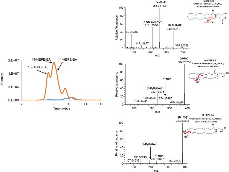 Extracted ion chromatogram of m/z = 344.25–344.27 of HEPE-EAs [M+H–H2O]+. The orange trace in the chromatogram depicts the products of EPEA formed by hCOX-2; the blue trace shows the control assay without hCOX-2. Mass fragmentation spectra of hCOX-2 products were obtained by fragmenting the [M+HCO2]– adduct using 20.0 eV and/or the [M+Na]+ adduct using 30.0 eV. The fragmentation spectra of the postulated 18-HEPE-EA is averaged from 8.43 to 8.82 min, 14-HEPE-EA from 8.81 to 9.01 min, and 11-HEPE-EA from 9.04 to 9.41 min.
