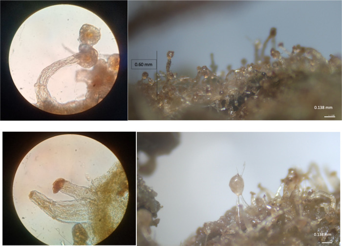 Optical microscopy images of CBD- and THC-rich plants.