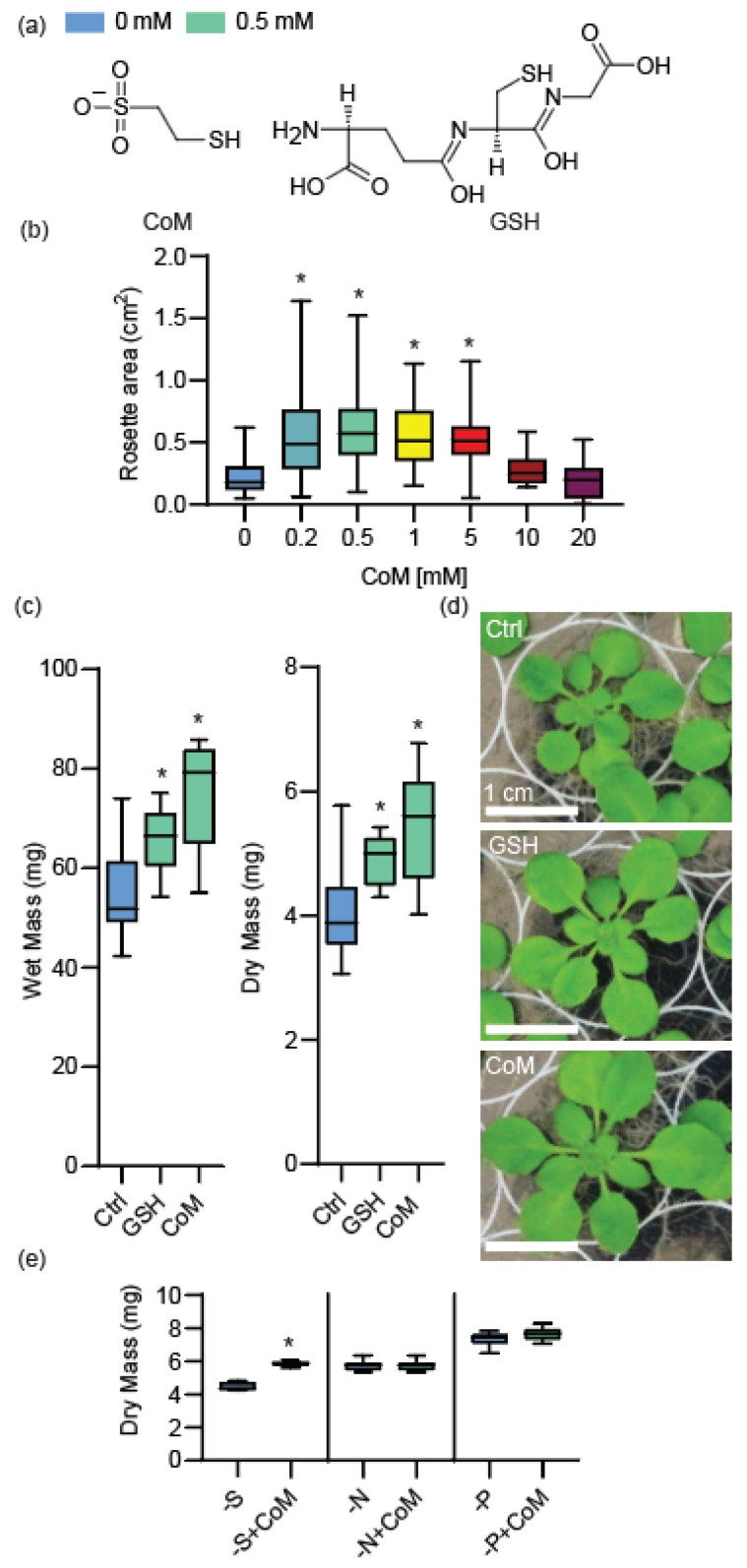Growth and nutrient limitation effects of Coenzyme M application in Arabidopsis. (a) Structure of Coenzyme M (CoM) and Glutathione (GSH). (b) Rosette area measurements of Arabidopsis (at 25 days) grown on full-strength MS supplemented with CoM, n ≥ 41 biological replicates over ≥ 2 trials. (c) Dry mass measurements of Arabidopsis grown for 21 days on solid full-strength media supplemented with 0.5 mM of CoM or GSH. Mass on a per-plant basis with four measurements per trial for three trials, n ≥ 8 biological replicates. (d) Photographs of Arabidopsis from (c), scale bar is 1 cm. (e) Dry mass of Arabidopsis grown for 21 days with or without 0.5 mM of CoM on half-strength MS media formulated without sulfur, nitrogen, or phosphorus as indicated. n ≥ 7 biological replicates. Asterisks indicate p-value ≤ 0.05.