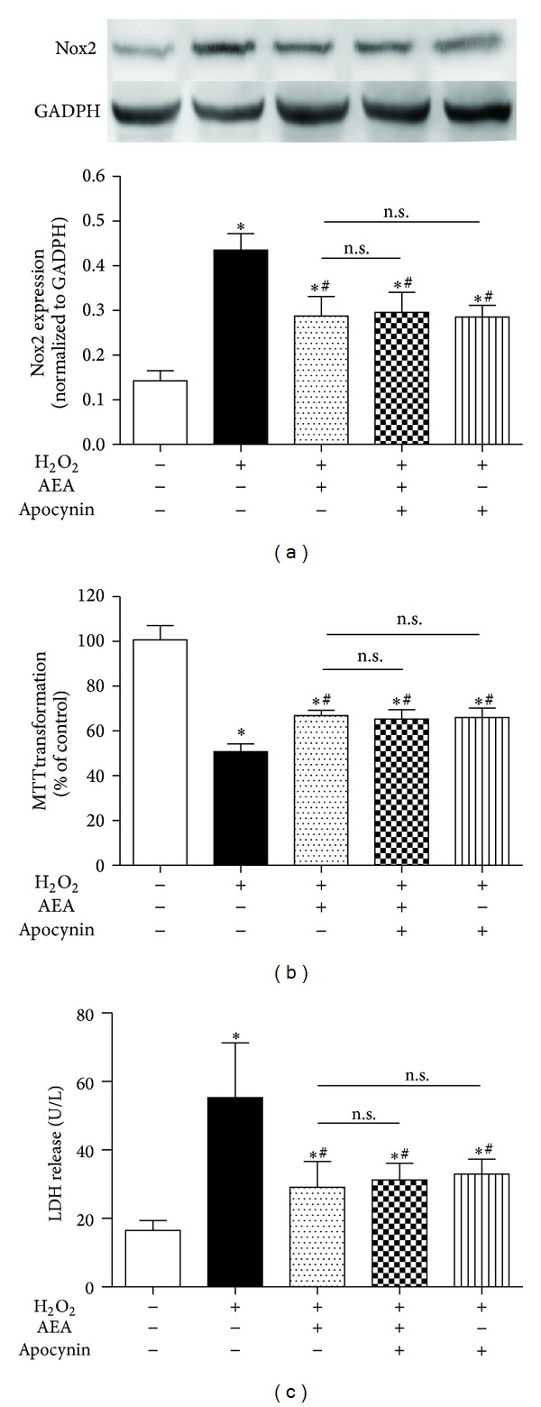Nox inhibitor did not induce a more significant reduction of Nox2 expression than AEA alone. The cells were divided into five groups, Control: cells cultured in drug-free medium; H2O2: cells exposed to 200 μM H2O2 for 3 h; AEA + H2O2: cells exposed to 10 μM AEA plus 200 μM H2O2 for 3 h; Apocynin + AEA + H2O2: cells exposed to 10 μM AEA plus 50 μM Nox inhibitor AM251 in the presence of 200 μM H2O2 for 3 h; Apocynin + AEA + H2O2: cells exposed to 50 μM apocynin plus 10 μM AEA in the presence of 200 μM H2O2 for 3 h. Nox2 protein expression (a) was evaluated by western blotting (n = 4). (b) Cell metabolic activity and (c) LDH release were determined by MTT (n = 8) and reagent kit (n = 6), respectively. Results are expressed as means ± S.D. *P < 0.05 versus the control (no H2O2, no AEA, and no apocynin), # P < 0.05 versus the cells exposed to H2O2 alone, n.s.: no significance.