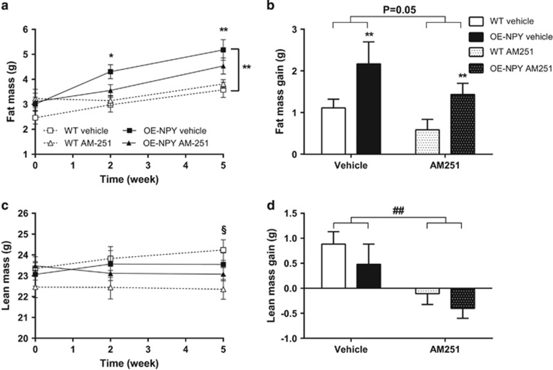 Body composition. Body (a) fat and (c) lean mass during CB1 inverse agonist treatment period, and total (b) fat mass and (d) lean mass gain during the whole 5-week treatment period. Values are expressed as means±s.e.m., n=9–12. White squares, dashed lines and white bars=vehicle-treated WT; black squares, lines and bars=vehicle-treated OE-NPYDβH; white triangles, dashed lines and white dotted bars=AM251-treated WT; black triangles, lines and black dotted bars=AM251-treated OE-NPYDβH. *P<0.05, **P<0.01 comparing different genotypes within one treatment, ##P<0.01 comparing different treatments within one genotype and §P<0.05 comparing different treatments only in WT mice with (a, c) repeated measures ANOVA and post hoc test at certain time point or (b, d) two-way ANOVA.