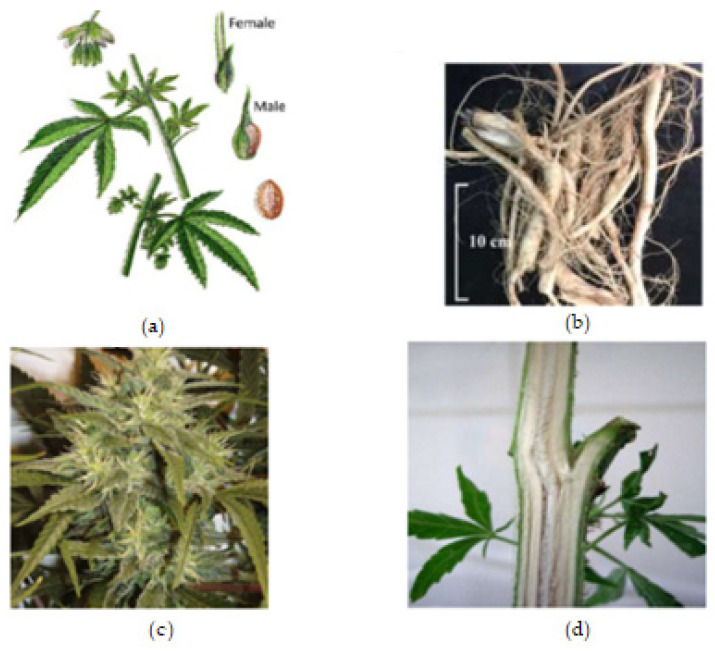 Cannabis plant parts. (a) Male and female Cannabis flowering parts with fresh leaf and seed. (b) Fresh Cannabis root. (c) Fresh Cannabis inflorescence (flower). (d) Fresh Cannabis stem bark.