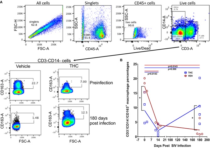 Delta-9-tetrahydrocannabinol (Δ9-THC) administration increased the percentage of CD163 expressing anti-inflammatory macrophages in intestine after SIV infection. To quantify CD163+ anti-inflammatory macrophages, cells were gated first on singlets, CD45+ cells, followed by live cells and then on CD3−CD14−− cell subsets to quantify CD163+ cells (A). Frequencies of CD163+ cells at preinfection and 180 days post-infection are shown from a representative THC/SIV and VEH/SIV rhesus macaque (A). The percentages of the total gated population are shown in each box of the plot. Note that the THC/SIV infected animal had significantly higher CD163+ cells compared to VEH/SIV infected animal at 180 days post-SIV infection (A). Open red circles- VEH/SIV, Open blue squares- THC/SIV. Horizontal red and blue lines with P-values denote comparisons between time points within the VEH/SIV and THC/SIV groups, respectively. Left black brackets with an asterisk indicate statistical significance (p = 0.0286) between the VEH/SIV and THC/SIV groups for a given time point. Connecting blue and red lines (B) denote mean values of the respective population in the THC/SIV and VEH/SIV groups, respectively. Flow cytometry analysis to determine the effect of Δ9-THC on CD163 expression in intestinal macrophages of SIV-infected rhesus macaques was performed once with four individual animals as biological replicates per group. Flow cytometry data were analyzed using linear mixed models with immune-marker outcomes being dependent variables, and treatment status (VEH vs. Δ9-THC) and days since the start of treatment (0, 14, 150, 180) being dependent variables with fixed effects. Differences between two time points were analyzed using the Mann-Whitney U-test employing the Prism v5 software (GraphPad software). A p-value of ≤0.05 was considered significant.